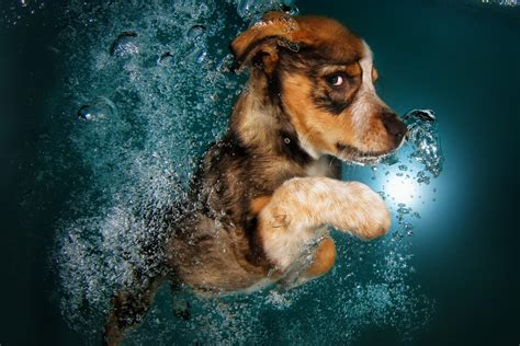 Water puppy - There are 7 factors that can impact how much water a puppy or adult dog should drink. Dry dog food vs. Canned dog food. Dry dog food has approximately 15 and up to 30% water, while canned dog food can contain 50% to 75% water. Dogs that eat canned food may drink and require less water. Body weight. Water requirements are based on body weight. 